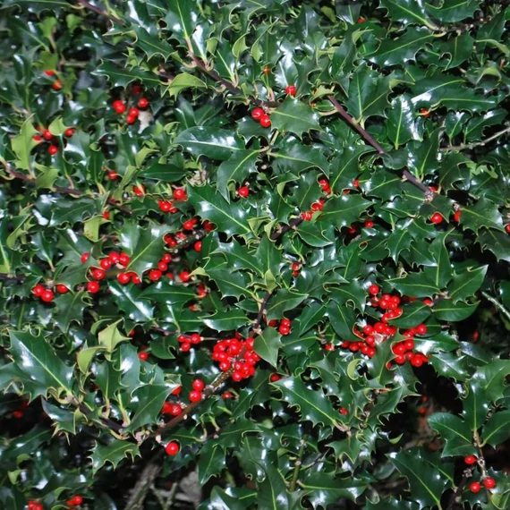 Ilex aquifolium 'Alaska' - Magyal (termős)
