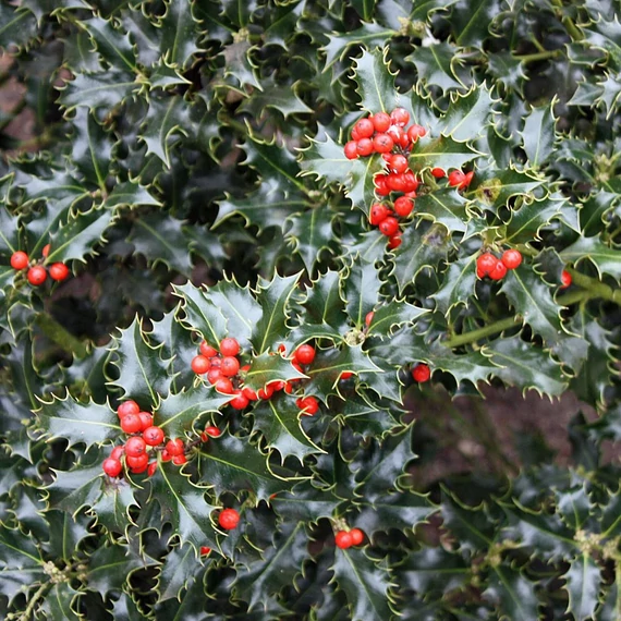 Ilex aquifolium 'Alaska' - Magyal (termős)