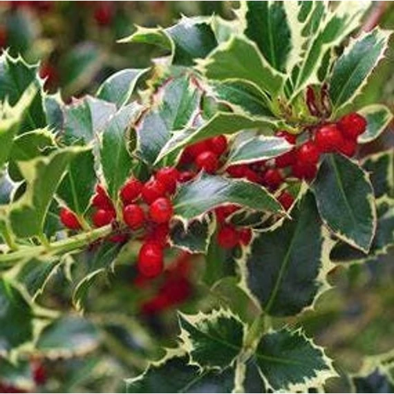 Ilex aquifolium 'Argenteomarginata' - Magyal