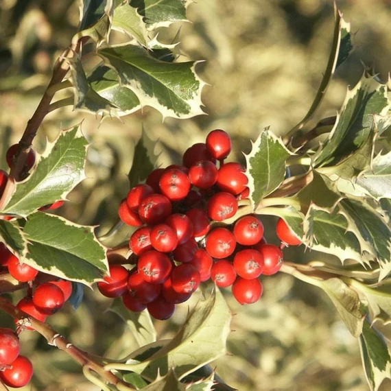 Ilex aquifolium 'Argenteomarginata' - Magyal