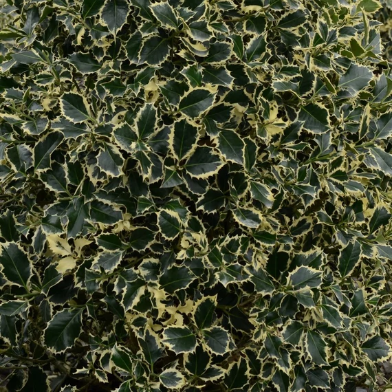 Ilex aquifolium 'Argenteomarginata' - Magyal