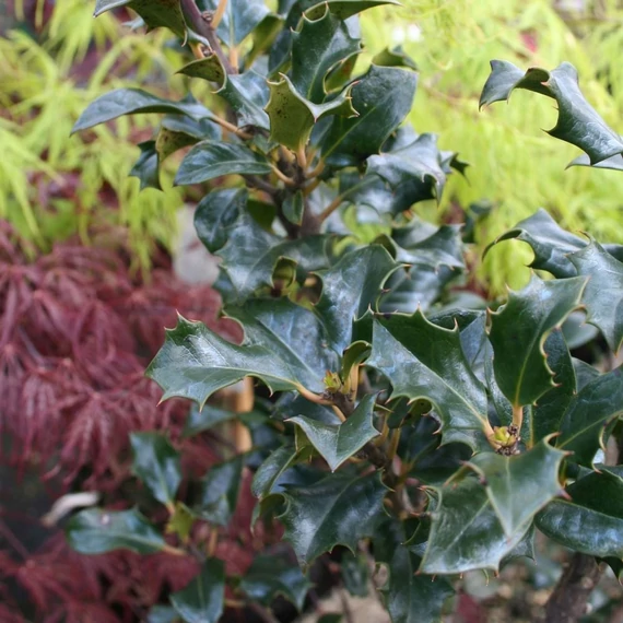 Ilex meserveae 'Blue Angel' - Kék magyal (termős)
