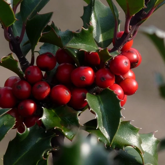 Ilex meserveae 'Blue Angel' - Kék magyal (termős)