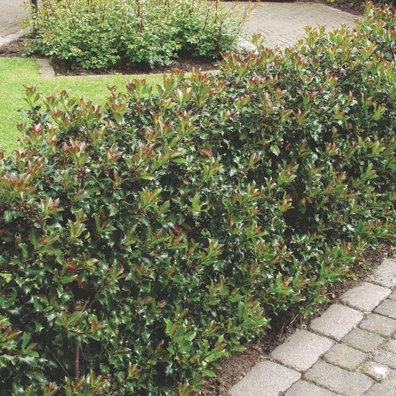 Ilex meserveae 'Blue Prince' - Kék magyal (porzós)