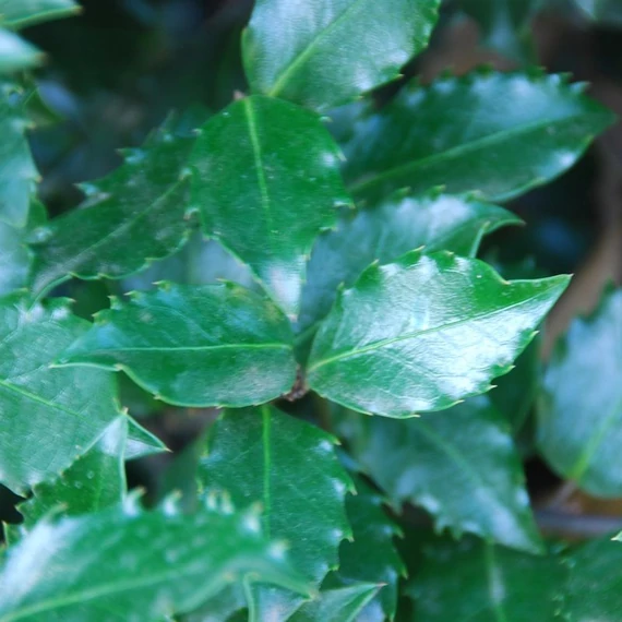 Ilex meserveae 'Blue Prince' - Kék magyal (porzós)