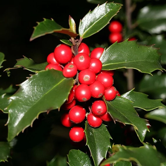 Ilex meserveae 'Blue Princess' - Kék magyal (termős)