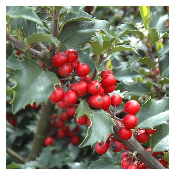 Ilex meserveae 'Blue Princess' - Kék magyal (termős)