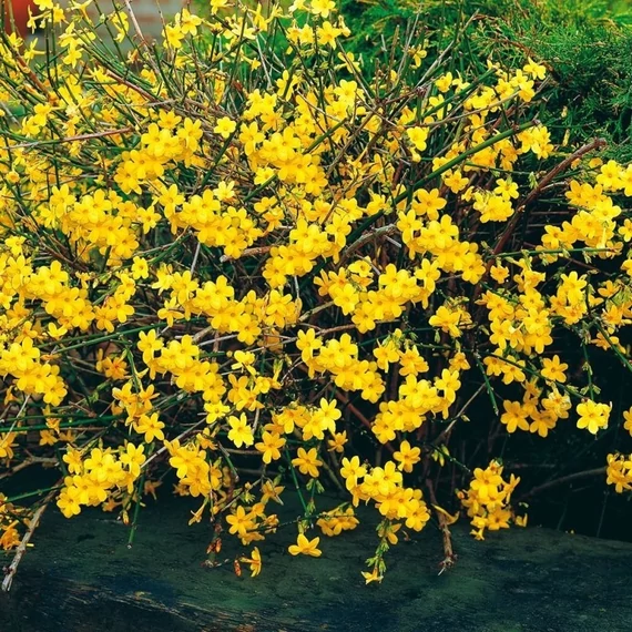 Jasminum nudiflorum - Téli jázmin