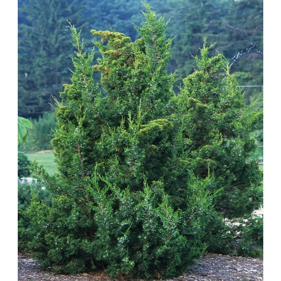 Juniperus chinensis 'Keteleeri' – Kínai jegenyeboróka