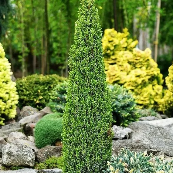 Juniperus communis 'Arnold' - Közönséges boróka