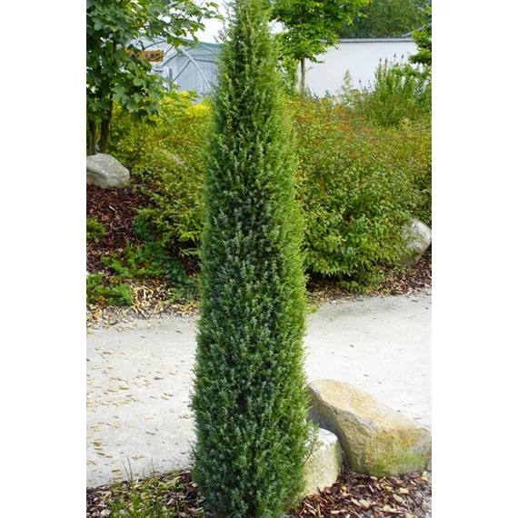 Juniperus communis 'Arnold' - Közönséges boróka