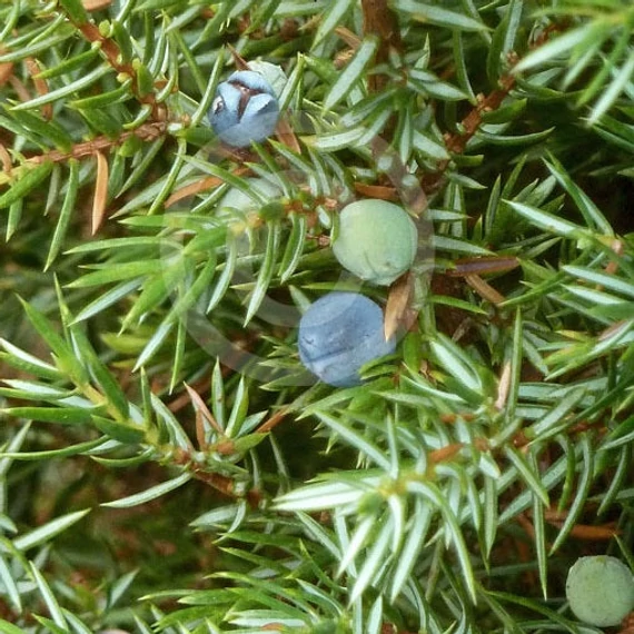 Juniperus communis 'Hibernica' - Ír boróka