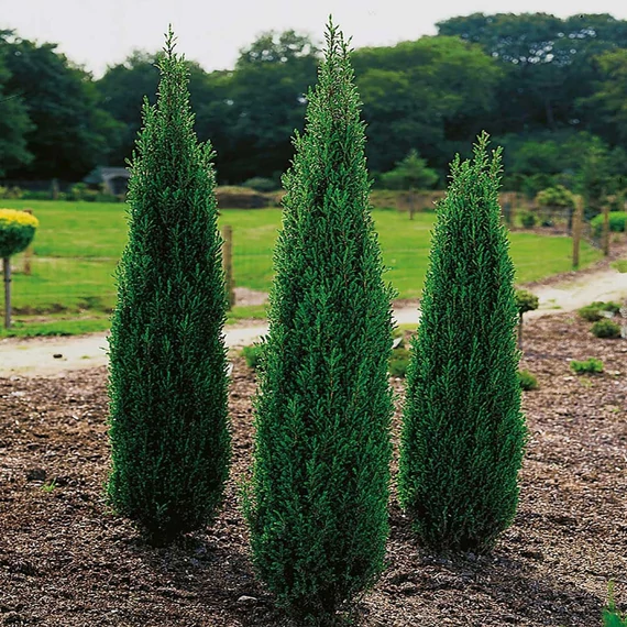 Juniperus communis 'Hibernica' - Ír boróka