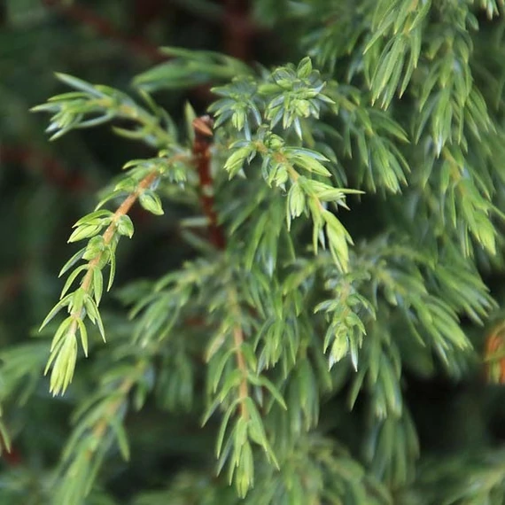 Juniperus communis 'Hibernica' - Ír boróka