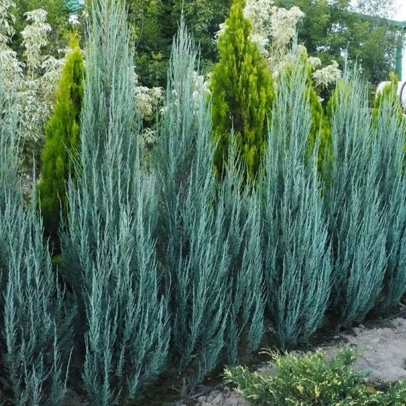 Juniperus scopulorum 'Blue Arrow' - Oregoni boróka