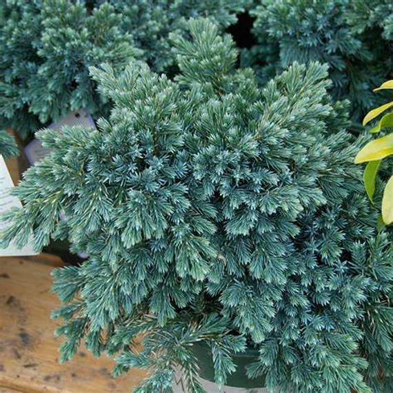 Juniperus sqamata 'Blue Star' – Nepáli boróka, himalájai törpeboróka