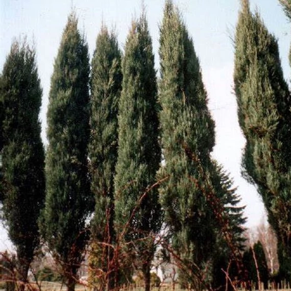 Juniperus virginiana 'Skyrocket' - Boróka