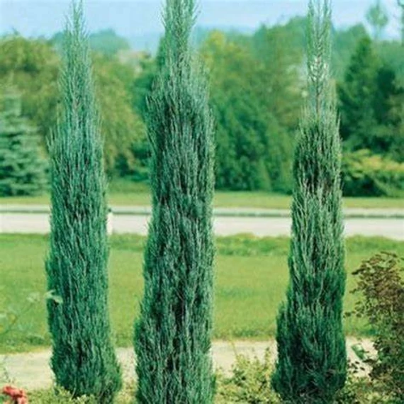 Juniperus virginiana 'Skyrocket' - Boróka