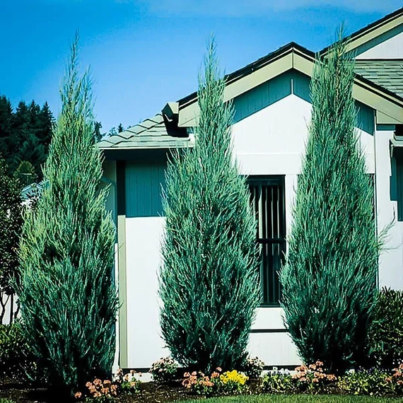 Juniperus virginiana 'Skyrocket' - Boróka