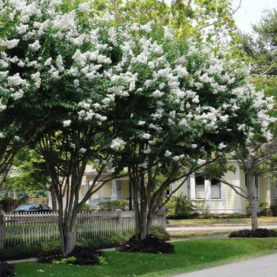 Lagerstroemia hybrida 'Natchez' – Kínai selyemmirtusz