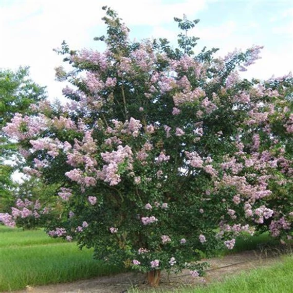 Lagerstroemia indica 'Apalachee' – Kínai selyemmirtusz
