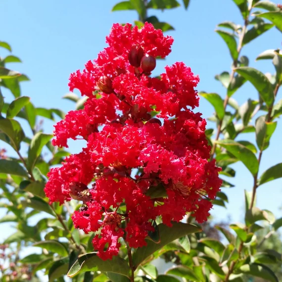 Lagerstroemia indica 'Dynamite' – Kínai selyemmirtusz