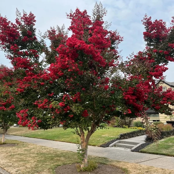 Lagerstroemia indica 'Dynamite' – Kínai selyemmirtusz