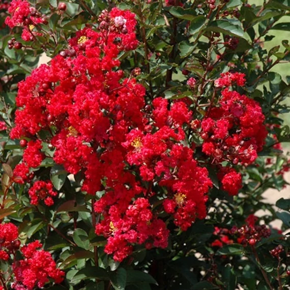 Lagerstroemia indica 'Dynamite' – Kínai selyemmirtusz