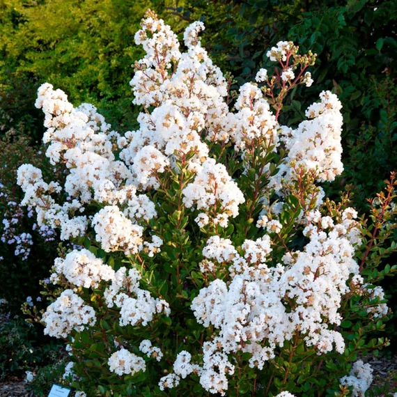 Lagerstroemia indica 'Nivea' – Kínai selyemmirtusz