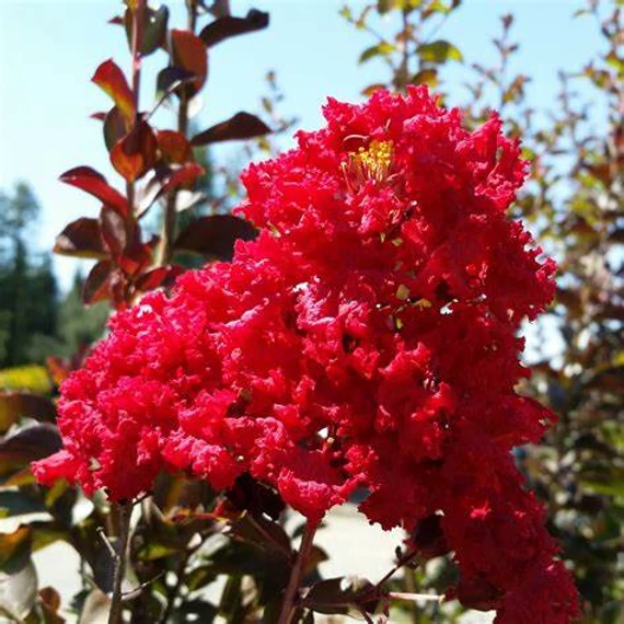 Lagerstroemia indica 'Red Rocket' - Kínai selyemmirtusz
