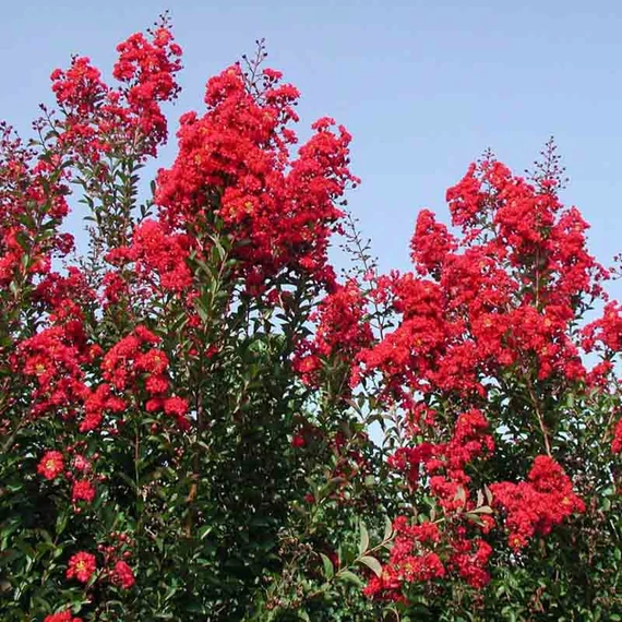 Lagerstroemia indica 'Red Rocket' - Kínai selyemmirtusz