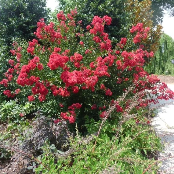 Lagerstroemia indica 'Red Rocket' - Kínai selyemmirtusz