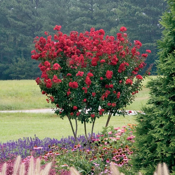 Lagerstroemia indica 'Red Rocket' - Kínai selyemmirtusz
