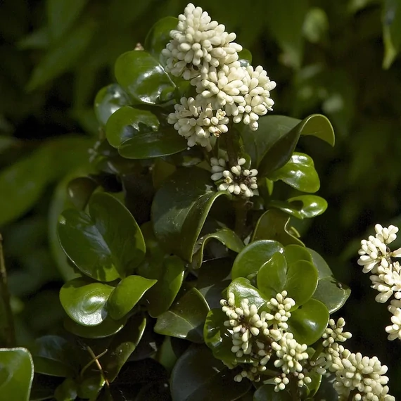Ligustrum japonicum 'Rotundifolium' - Japán fagyal