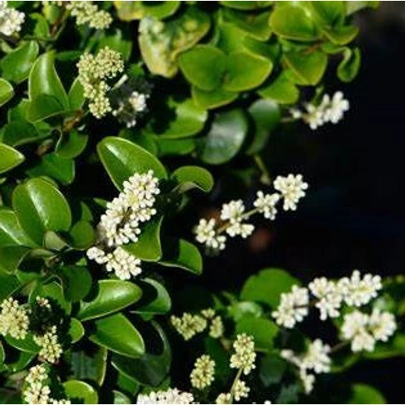 Ligustrum japonicum 'Rotundifolium' - Japán fagyal