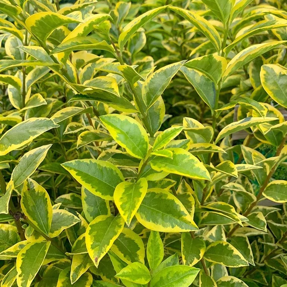 Ligustrum ovalifolium 'Aureum' - Télizöld fagyal