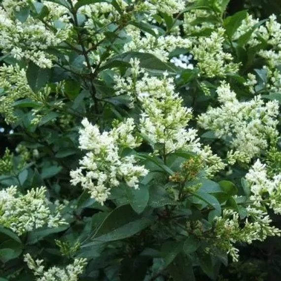 Ligustrum ovalifolium 'Nünü' - Fagyal