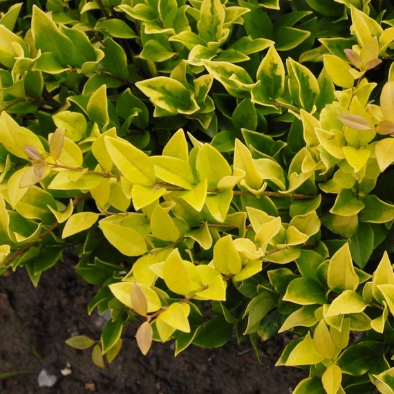 Ligustrum x vicaryi - Fagyal