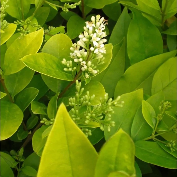 Ligustrum x vicaryi - Fagyal