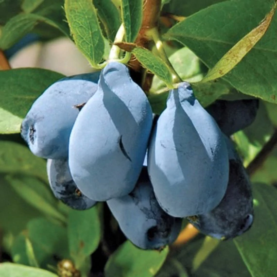 Lonicera caerulea 'Blue Pagoda' – Kék mézbogyó