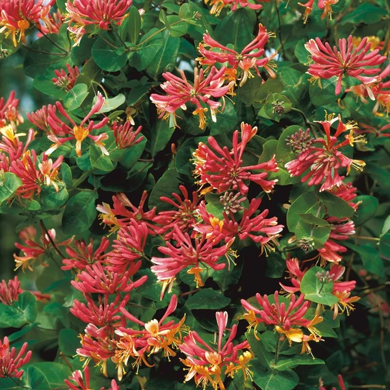 Lonicera x heckrotti 'Goldflame' – Kúszólonc