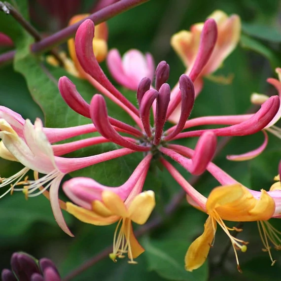 Lonicera x heckrotti 'Goldflame' – Kúszólonc