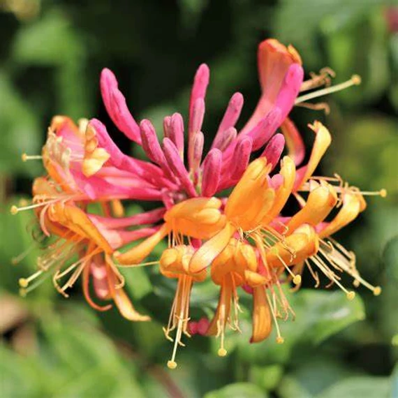Lonicera x heckrotti 'Goldflame' – Kúszólonc