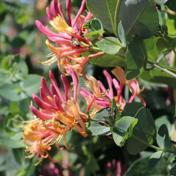 Lonicera x heckrotti 'Goldflame' – Kúszólonc
