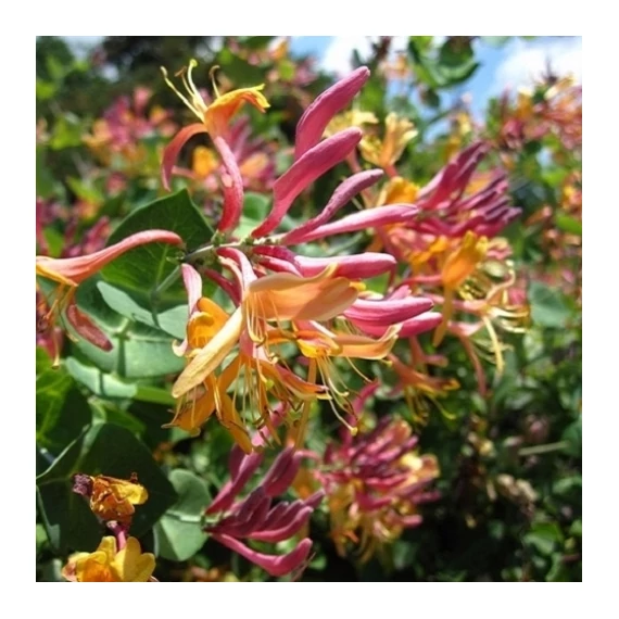 Lonicera x heckrottii 'American Beauty' – Futólonc