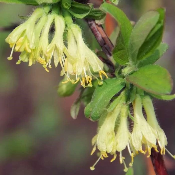 Lonicera kamtschatica 'Duet' - Kamcsatkai mézbogyó