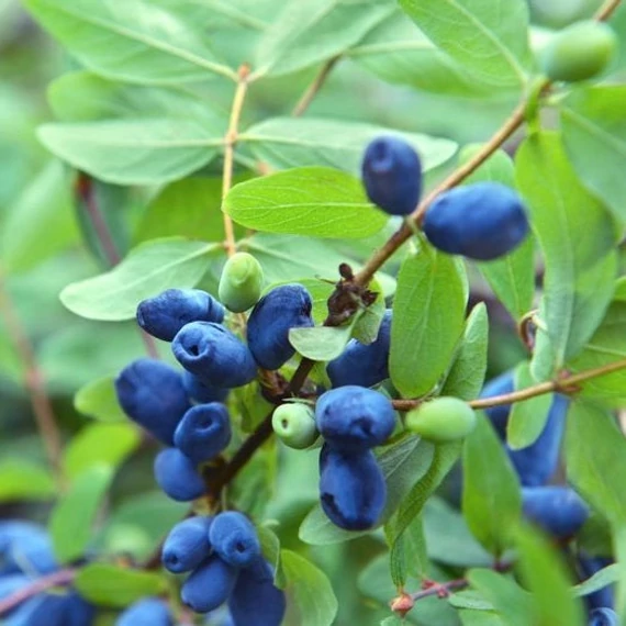Lonicera kamtschatica 'Duet' - Kamcsatkai mézbogyó