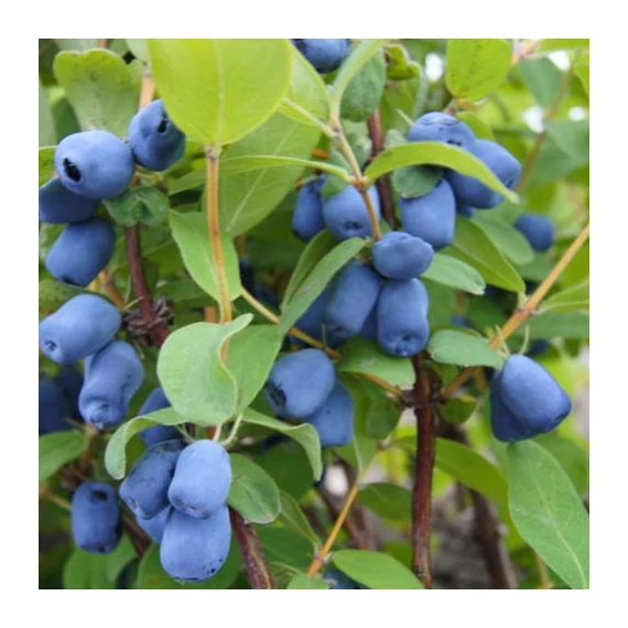 Lonicera kamtschatica 'Duet' - Kamcsatkai mézbogyó