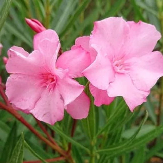 Nerium oleander 'Cavalaire' - Télálló leander