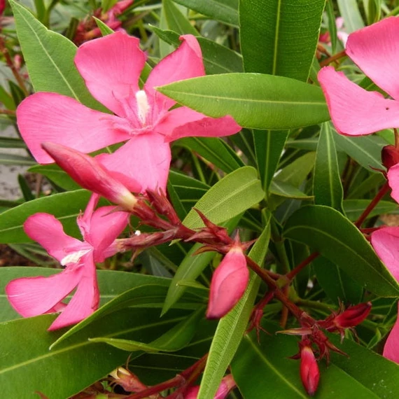Nerium oleander 'Itália' - Télálló leander